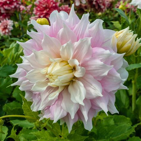 Gitts Perfection Dahlia Brecks Premium Bulbs