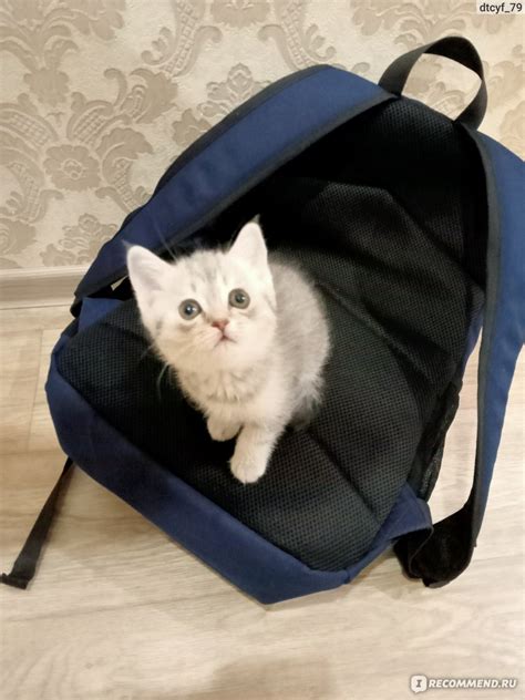 Игрушка для кошек Пирамидка "Джи Пи Ай" - «Отличная игрушка для котенка ...