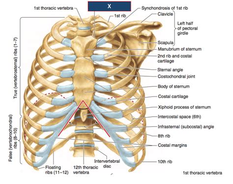 Anterior Rib Anatomy