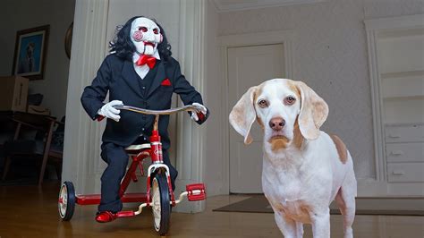 Dog Vs Jigsaw Prank Funny Dogs Befriend Billy The Puppet From Saw