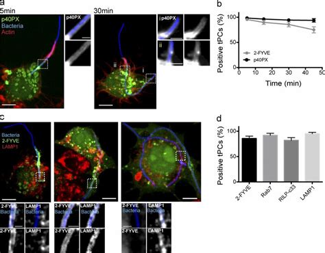 PtdIns 3 P Coexists With Late Endosomal Markers At TPCs A P40PX GFP