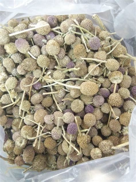 Gorakhmundi Gorakh Mundi Latest Price Manufacturers Suppliers