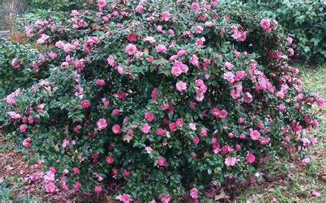 Shishi Gashira Camellia Sasanqua 3 Gallon Shrub Sasanqua