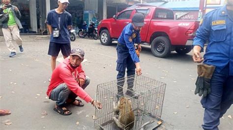 Monyet Peliharaan Lepas Di Sukmajaya Depok Suka Iseng Damkar Turun Tangan