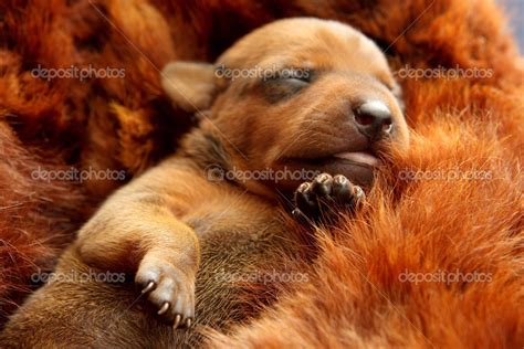 The Miniature Pinscher puppy Stock Photo by ©pozitivstudija 34068151