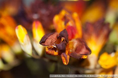 Overview of Industar-50U 3.5 / 50. Test I-50U F3.5 50mm. Examples of ...