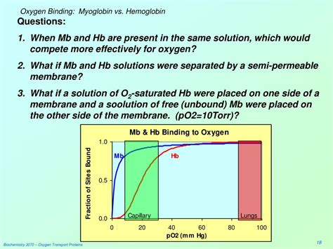 PPT - Oxygen Transport Proteins: Myoglobin & Hemoglobin PowerPoint ...