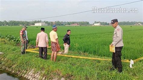 Terulang Lagi Warga Lamongan Meninggal Kesetrum Di Jebakan Tikus Sawah