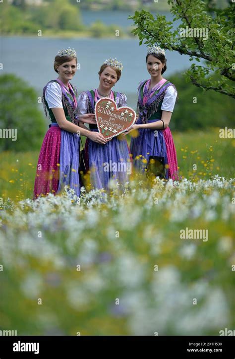 In Ausseerland Salzkammergut The White Star Shaped Narcissi Are In