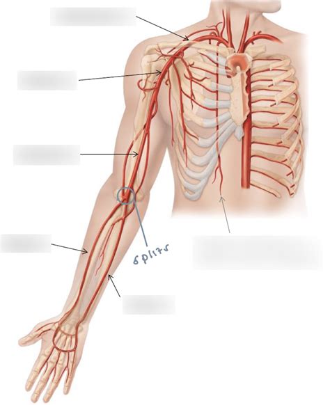 Arteries Of The Upper Limb Diagram Quizlet