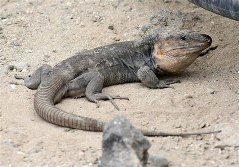 El Lagarto Gigante De Gran Canaria A Punto De Desaparecer Por Una