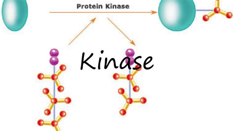 How To Pronounce Kinase YouTube