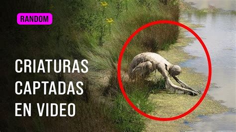 👽 5 Criaturas Extrañas Captadas En Video ¡inexplicables Y Virales