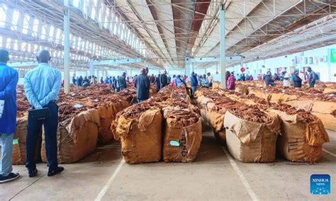 Malawian Tobacco Farmers Optimistic As Prices Get Better Global Times