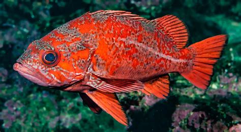 Rockfish Fish Guide: Habitat, Diet, Life Cycle, and Facts - FishOnTips