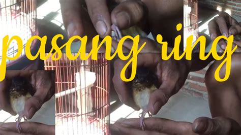 Cara Pasang RING Pada Burung MURAI YouTube