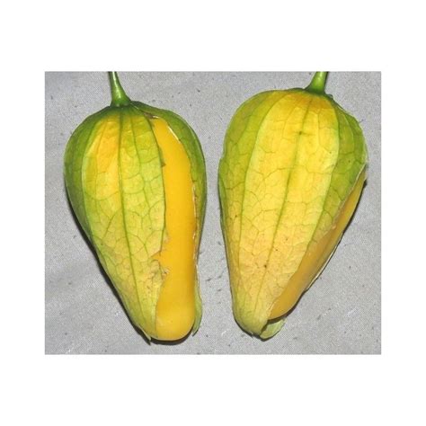 Nasiona Tomatillo Królowa Malinalco Physalis ixocarpa Cena 4 50