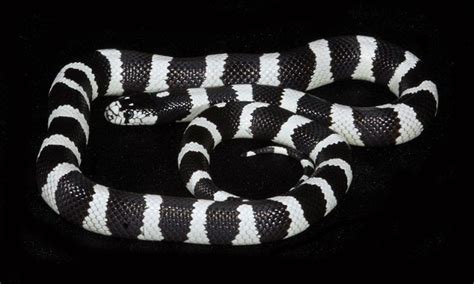 23+ Black and white striped snake ideas in 2021