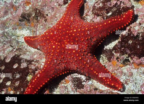 Panamic Cushion Star Pentaceraster Cummingi Galapagos Star Fish Sea