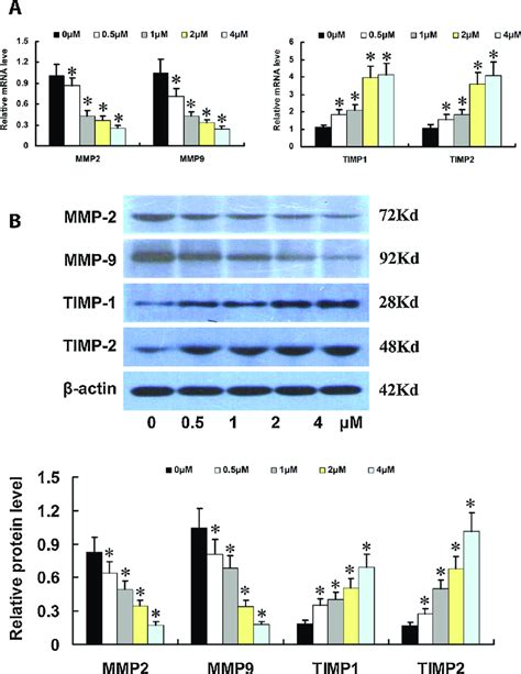 Effect Of Daphnoretin On Invasion And Migration Related Genes Of Hct