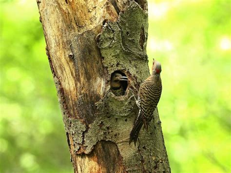 Northern Flicker Nesting (Behavior, Eggs + Location) | Birdfact