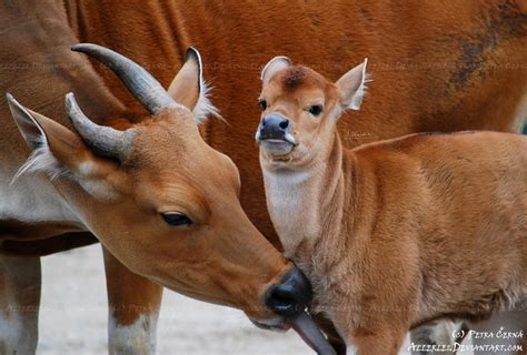 Banteng by Allerlei on DeviantArt