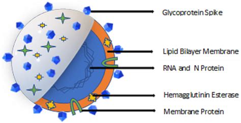 | Overview of Coronavirus structure. | Download Scientific Diagram