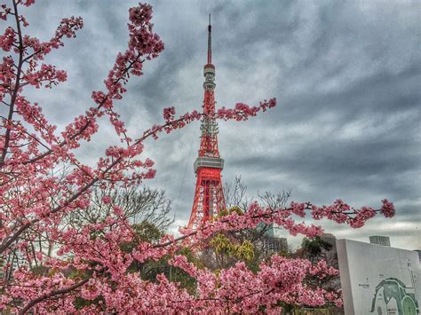 Tokyo Tower Cherry Blossoms (Sakura) | Experience Tokyo – Travel ...