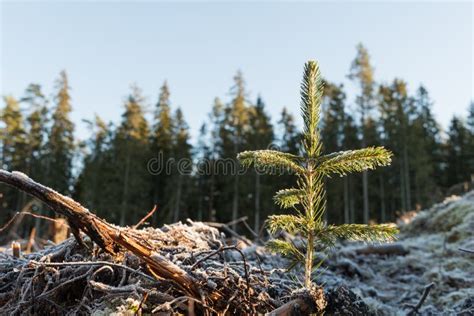 Newly Planted Spruce Seedling Stock Image - Image of newly, fresh: 105407333