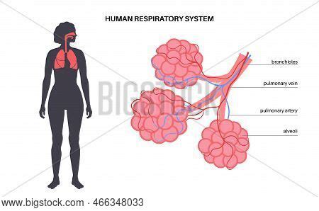 Pulmonary Alveoli End Vector & Photo (Free Trial) | Bigstock