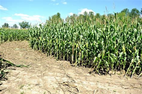 Tips for Making a Corn Maze on Your Family Farm This Fall