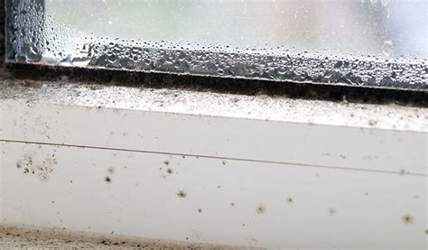 Understanding The Most Common Types Of Mold