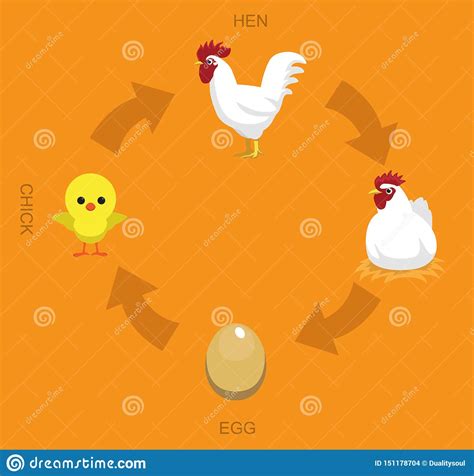 Fondo Dell Illustrazione Di Vettore Del Ciclo Di Vita Del Pollo