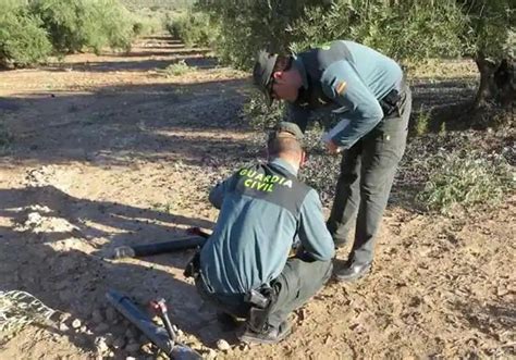 Robo De Aceituna En Granada Detienen A Una Mujer De 60 Años Por El Robo De Cinco Toneladas De