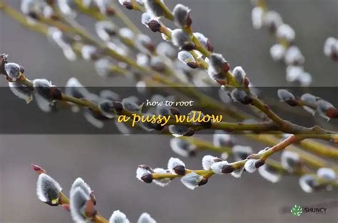 Step By Step Guide How To Successfully Root A Pussy Willow Plant ShunCy