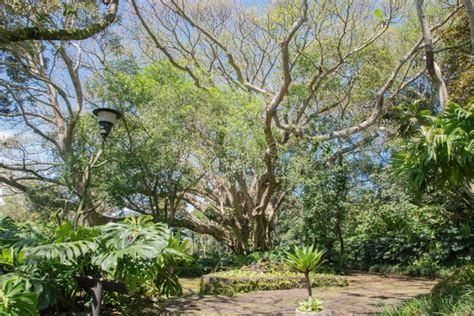 Green Vegetation In The Rainy Season In Costa Rica Stock Image Image