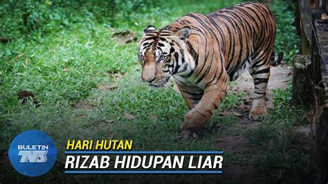 Hari Hutan Warta Kawasan Habitat Harimau Malaya Youtube