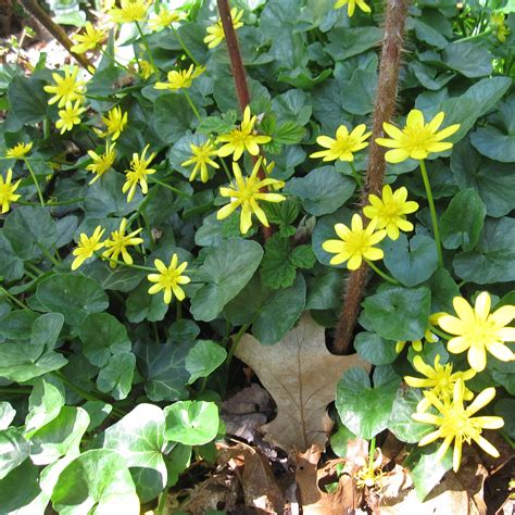 Lesser Celandine or Fig Buttercup | Go Native Long Island