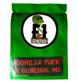 Gorilla Fuck X General Ho Feminized Seeds