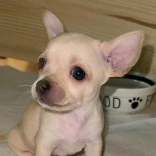 1 år gammal Chihuahua säljs av Minna från Bålsta Skaffa Hund