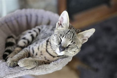 Savannah Cat care - How to Tend to your Savannah