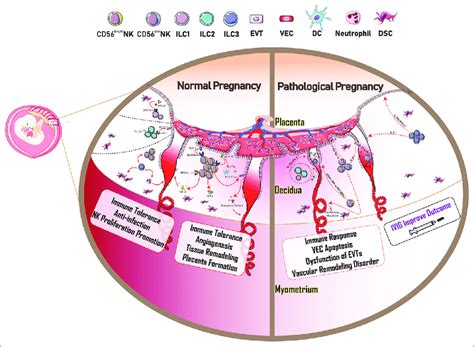 Roles And Effects Of Innate Lymphoid Cells In Normal And Pathological