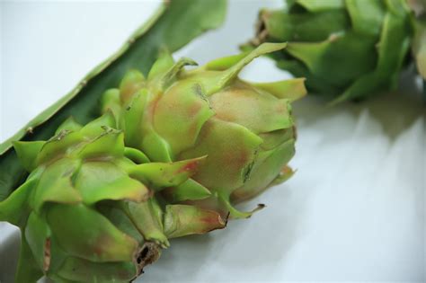 La pitahaya se perfila como producto exportable - Gobierno de Guatemala