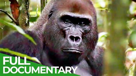 Gorillas The Gentle Giants Free Documentary Nature Youtube