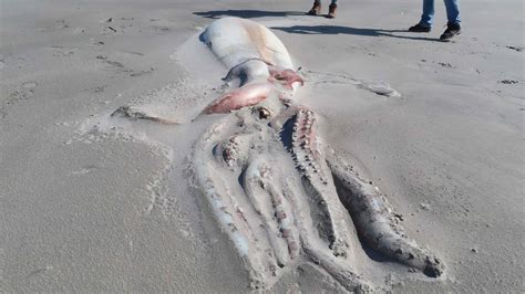 10 Bizarre Creatures That Washed Ashore In 2022 Live Science