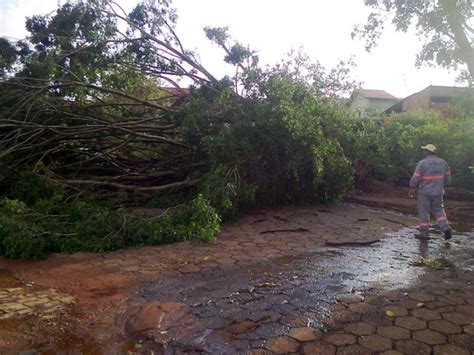 G1 Chuva Derruba árvores E Causa Estragos Em Coqueiral Mg Notícias