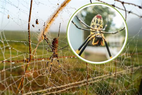 The Joro Spider An Eight Legged Invader On The East Coast Greenme