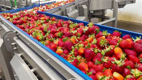 Cara Packing Buah Strawberry Untuk Dikirim Agar Tetap Segar Sampai