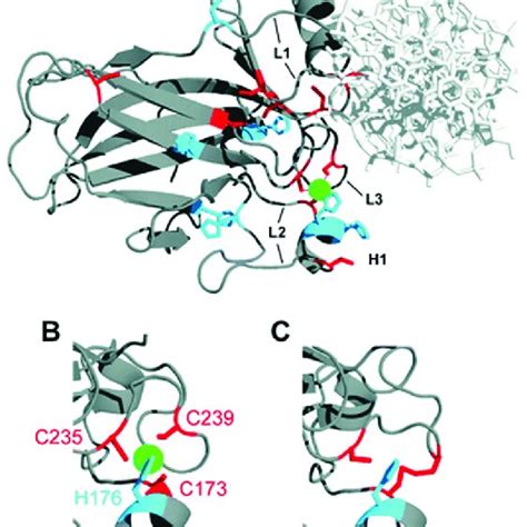 The X Ray Structure Of The Human P Dna Binding Domain The Green