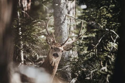 8 Facts You Didnt Know About Hunting Deer In The Wild